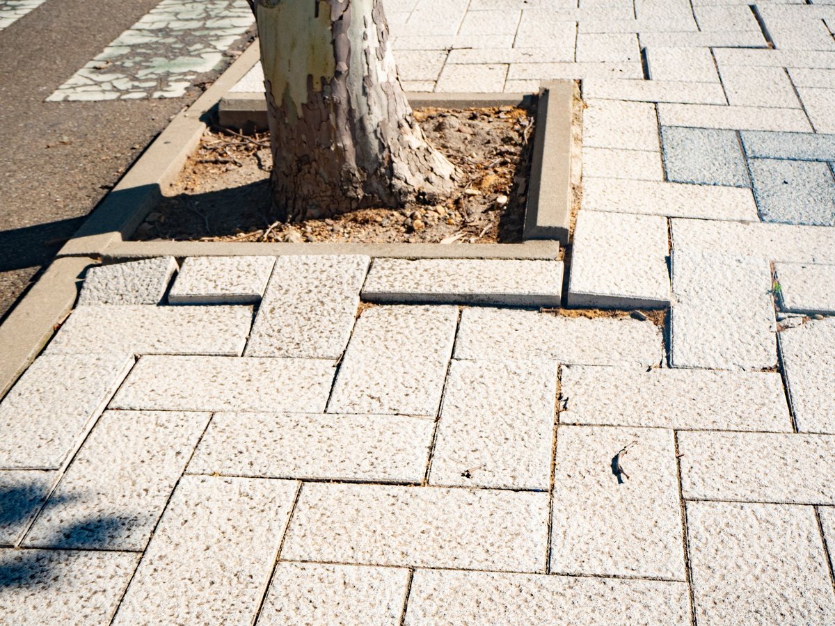 Close-up of a concrete sidewalk trip hazard lifting the walking surface